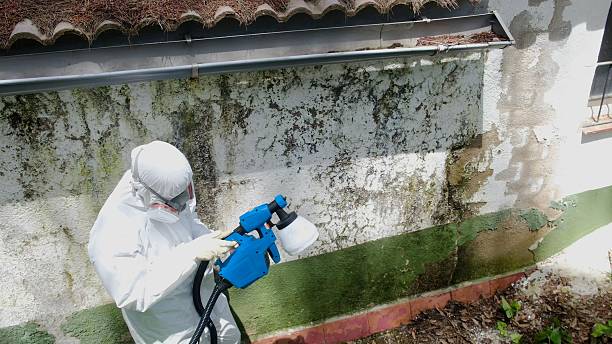 Top rated local Attic Mold Removal specialists in Gainesville, VA